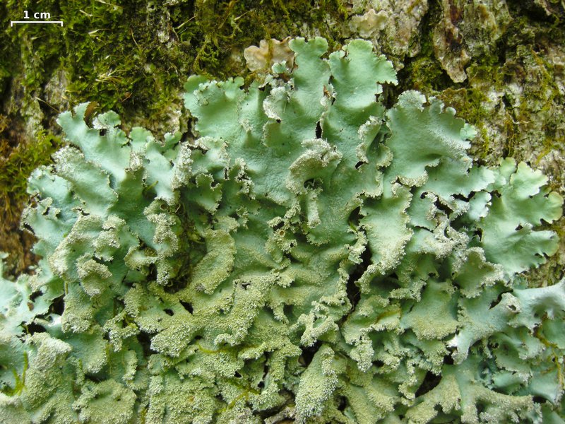 Parmotrema crinitum