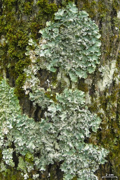 Parmotrema crinitum