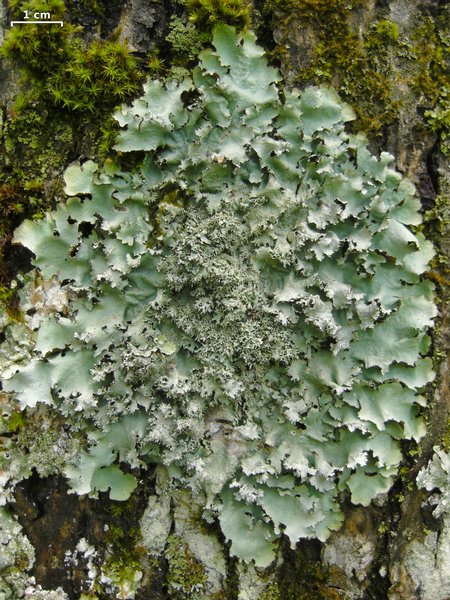 Parmotrema crinitum