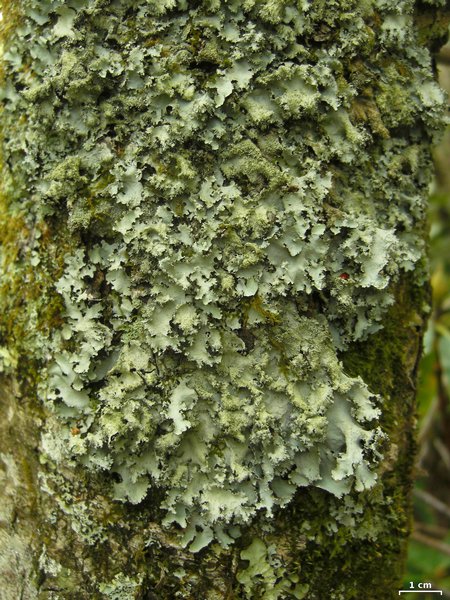 Parmotrema crinitum