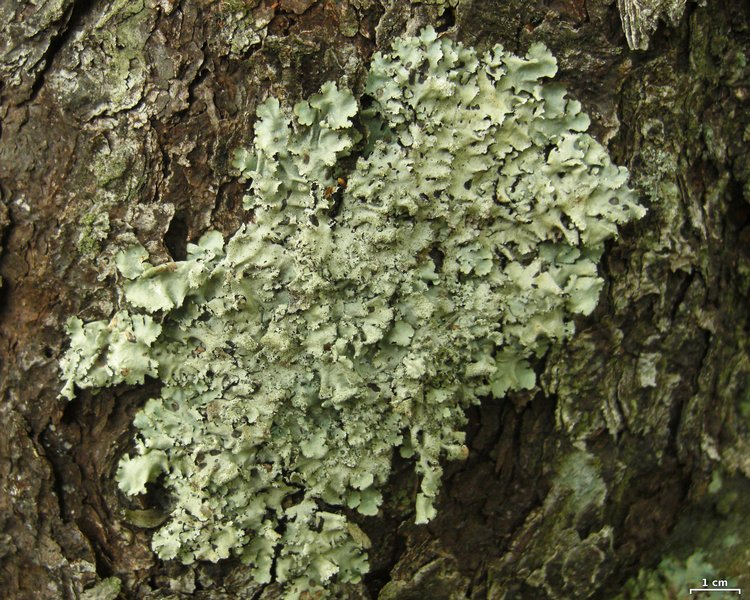 Parmotrema crinitum