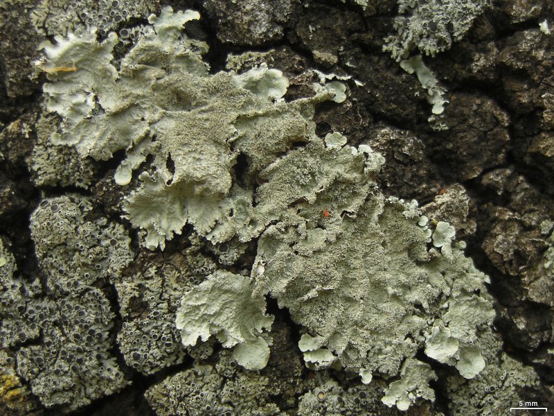 Parmotrema crinitum