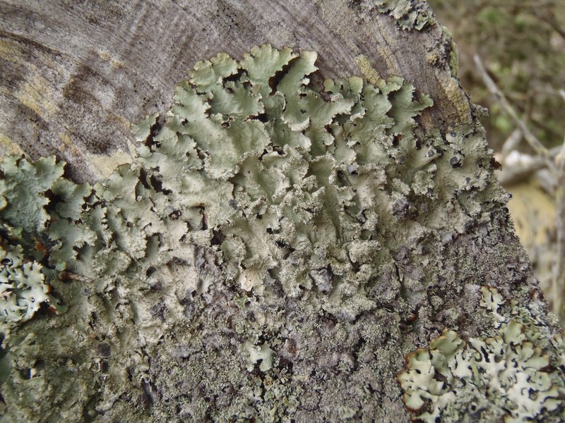 Parmotrema crinitum