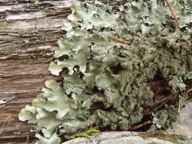 Parmotrema crinitum