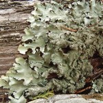 Parmotrema crinitum