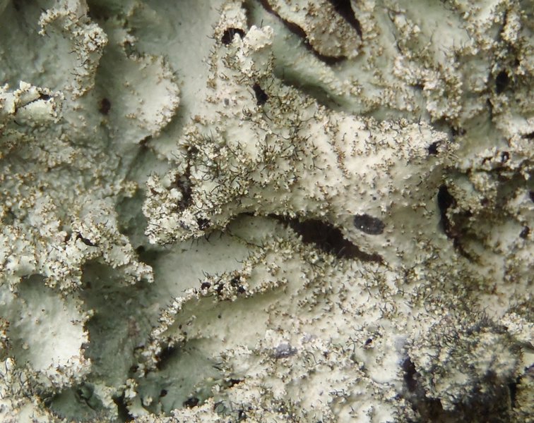 Parmotrema crinitum