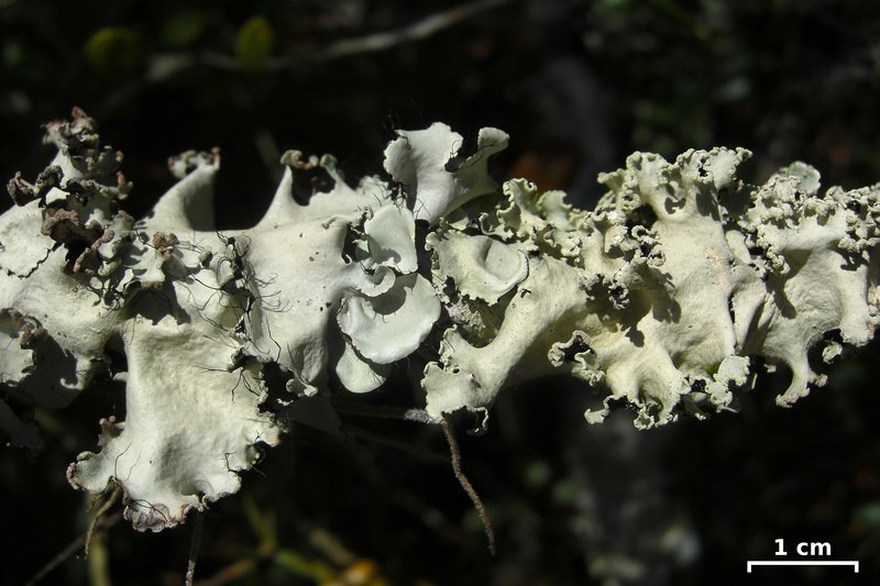 Parmotrema dilatatum