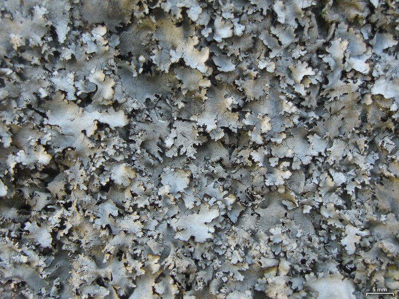 Parmotrema eurysacum