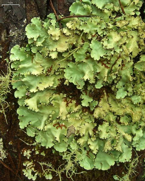 Parmotrema madagascariaceum