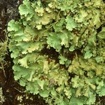 Parmotrema madagascariaceum