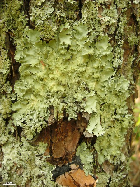 Parmotrema madagascariaceum