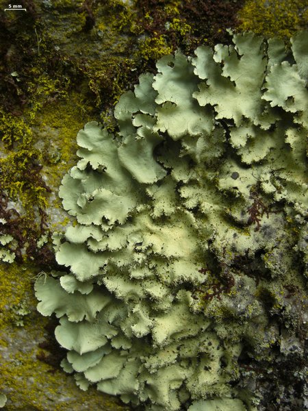 Parmotrema madagascariaceum