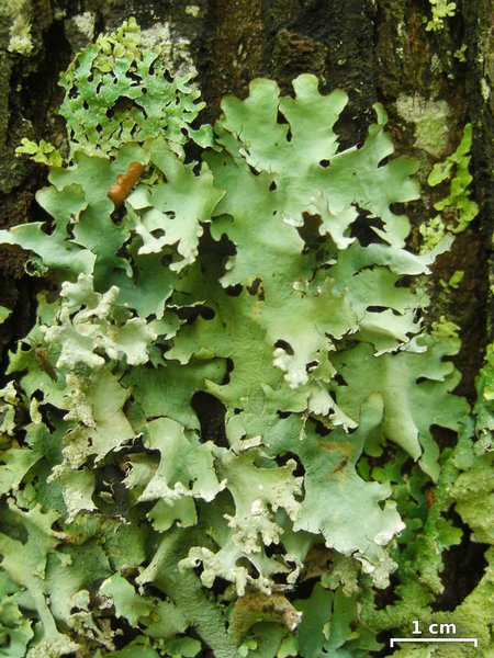 Parmotrema margaritatum