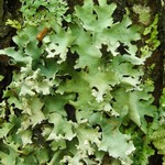 Parmotrema margaritatum