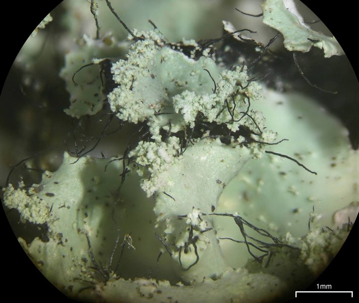 Parmotrema mellissii