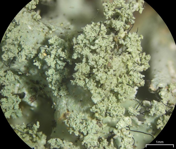 Parmotrema mellissii
