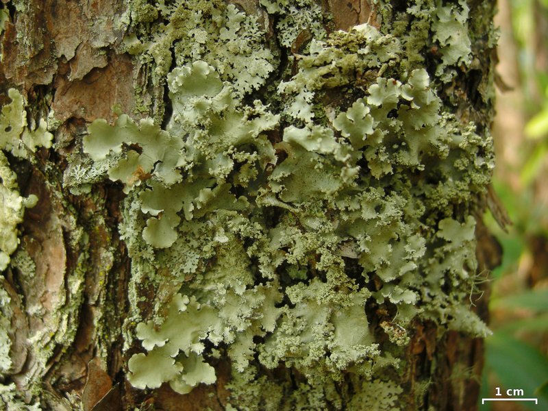 Parmotrema mellissii
