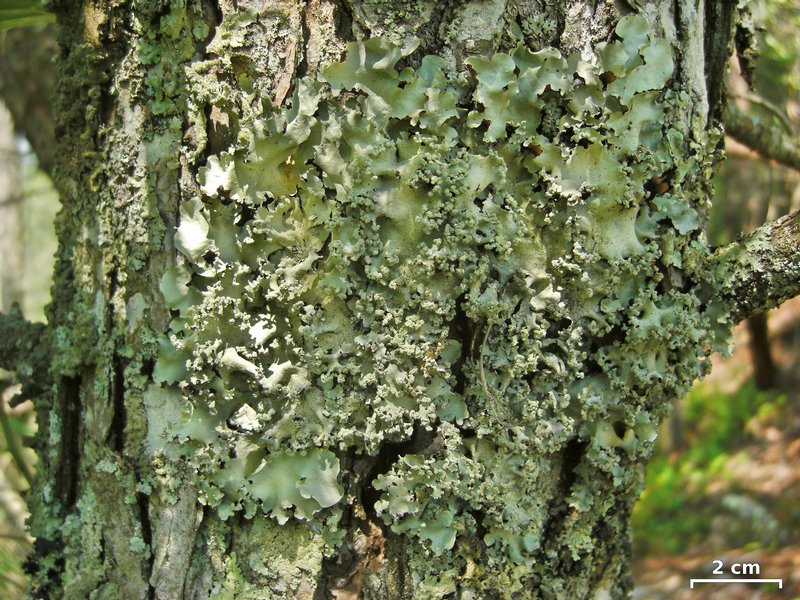 Parmotrema mellissii