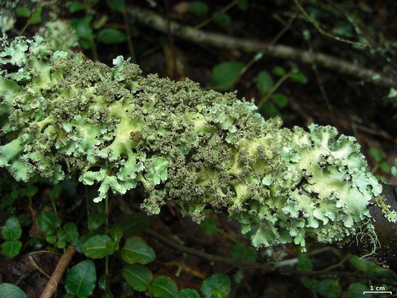 Parmotrema mellissii