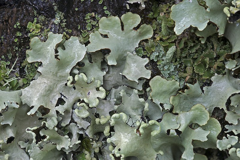 Parmotrema perlatum