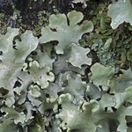 Parmotrema perlatum