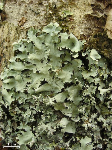 Parmotrema perlatum