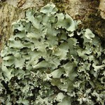 Parmotrema perlatum