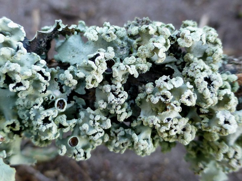 Parmotrema praesorediosum