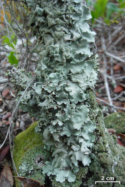 Parmotrema rampoddense