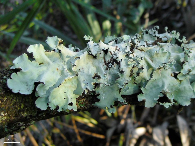 Parmotrema rampoddense