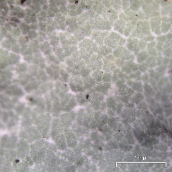 Parmotrema reticulatum