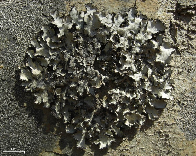 Parmotrema reticulatum