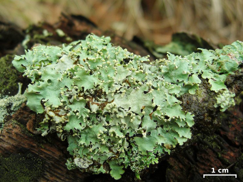 Parmotrema reticulatum