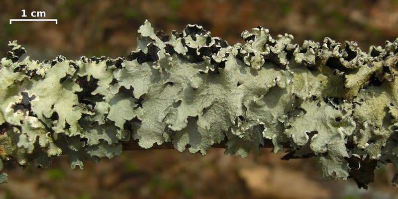 Parmotrema reticulatum