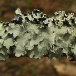 Parmotrema reticulatum