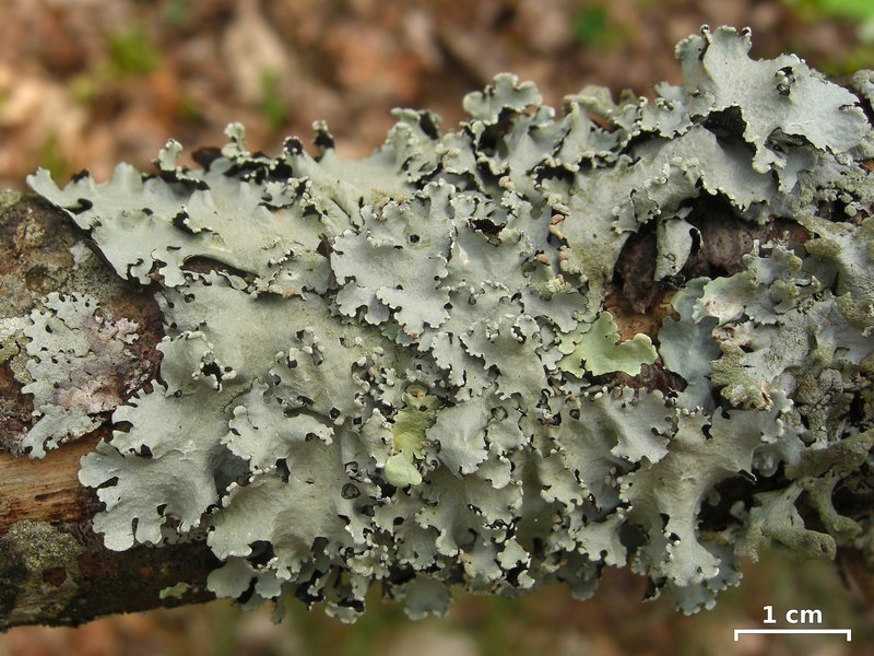 Parmotrema reticulatum