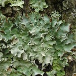 Parmotrema reticulatum