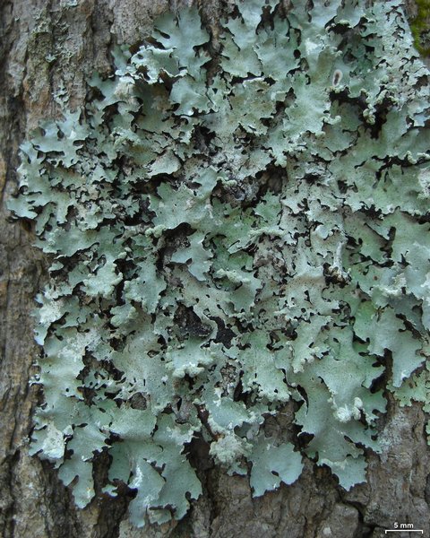 Parmotrema reticulatum