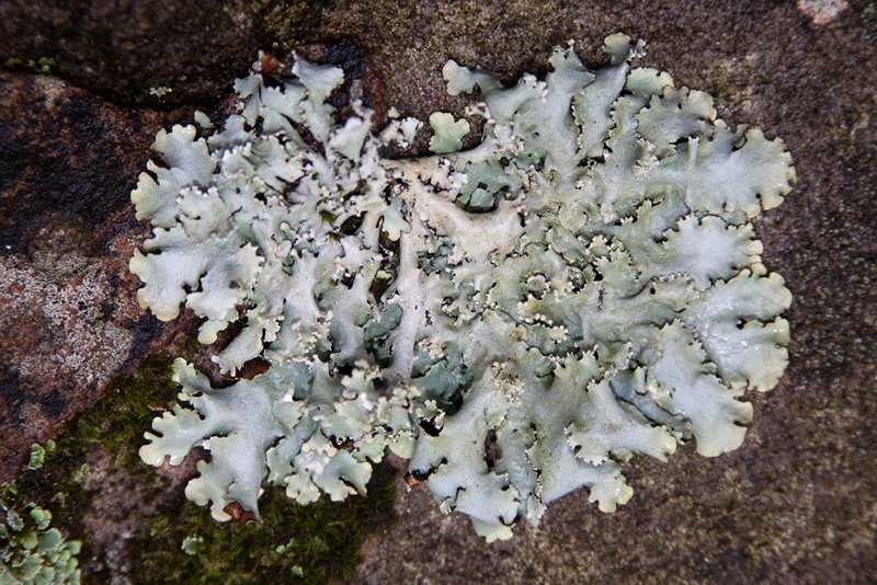 Parmotrema reticulatum