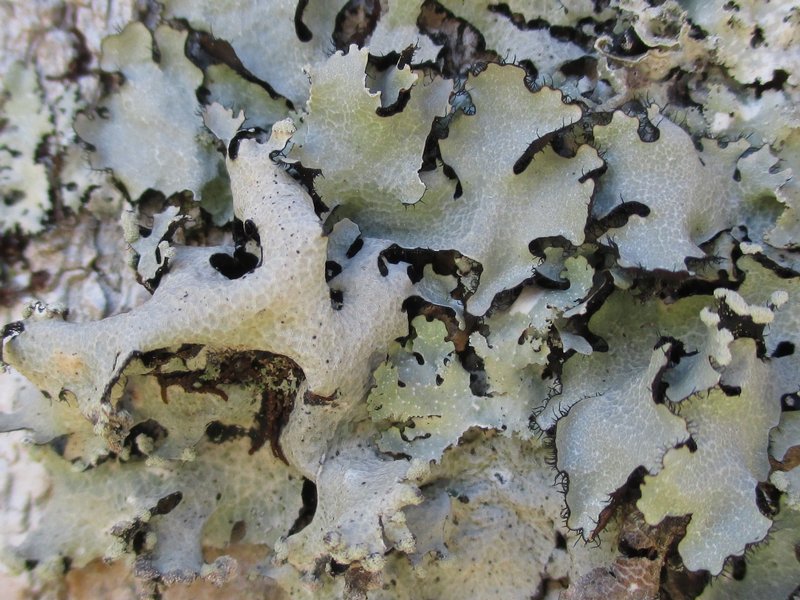 Parmotrema reticulatum