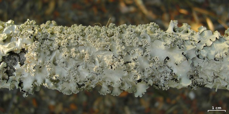 Parmotrema rubifaciens