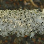 Parmotrema rubifaciens