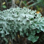 Parmotrema rubifaciens