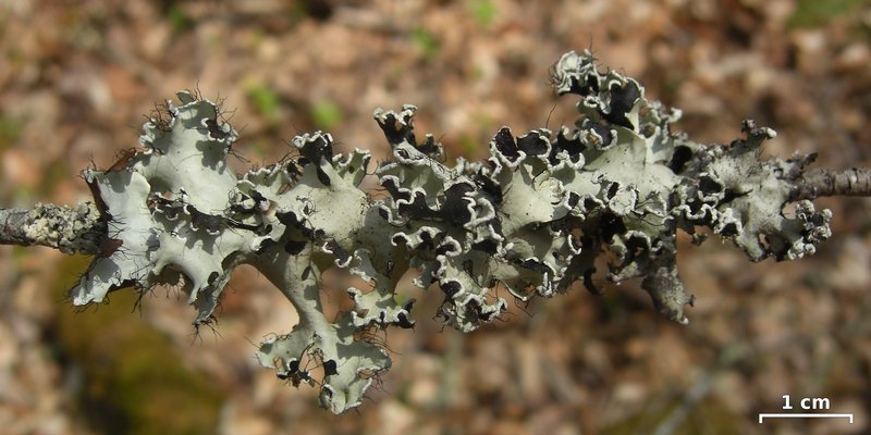 Parmotrema stuppeum