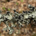 Parmotrema stuppeum