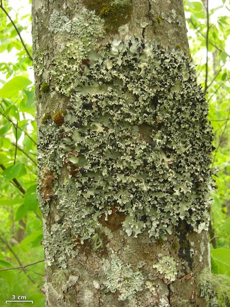 Parmotrema stuppeum