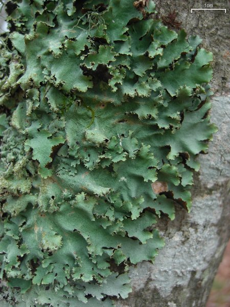 Parmotrema subisidiosum