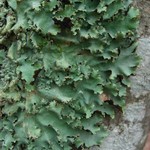 Parmotrema subisidiosum