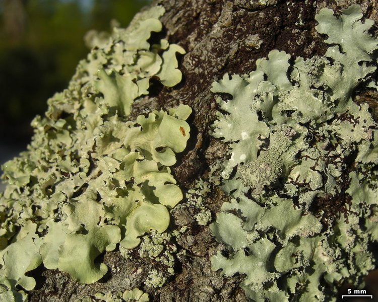 Parmotrema subisidiosum