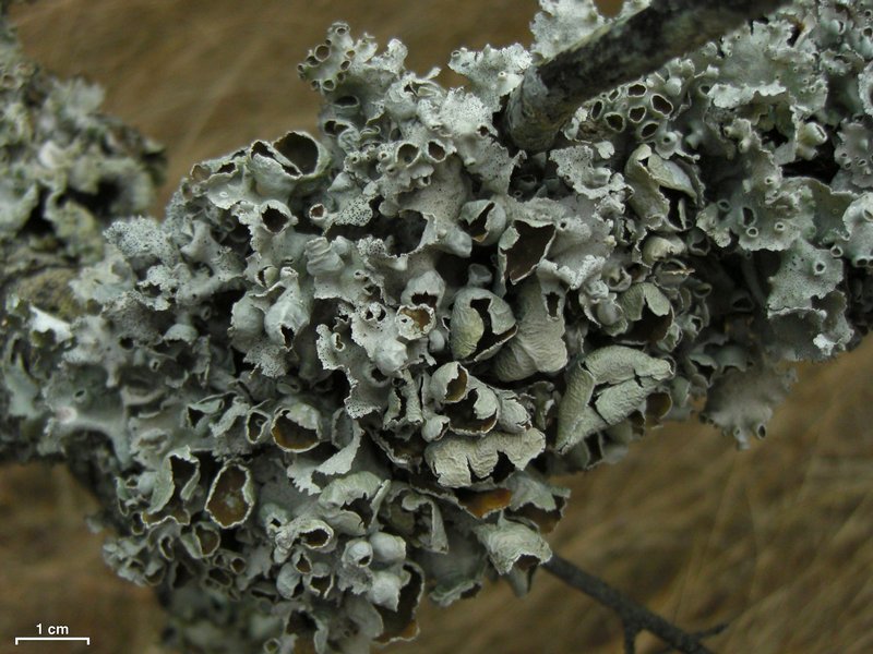 Parmotrema subrigidum